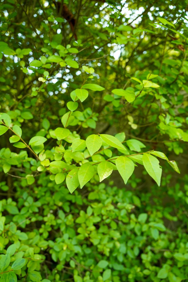 Close-up of vibrant green leaves on tree branches with sunlight filtering through, creating a serene and lush forest atmosphere.